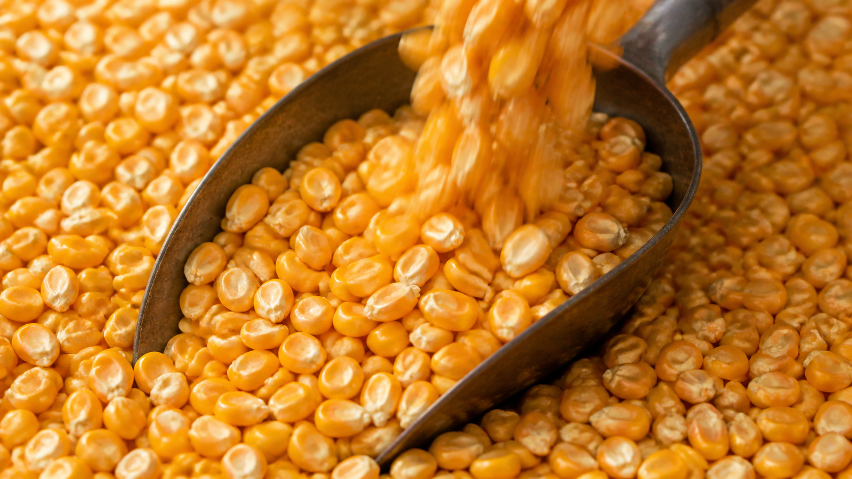 Loose yellow corn kernels