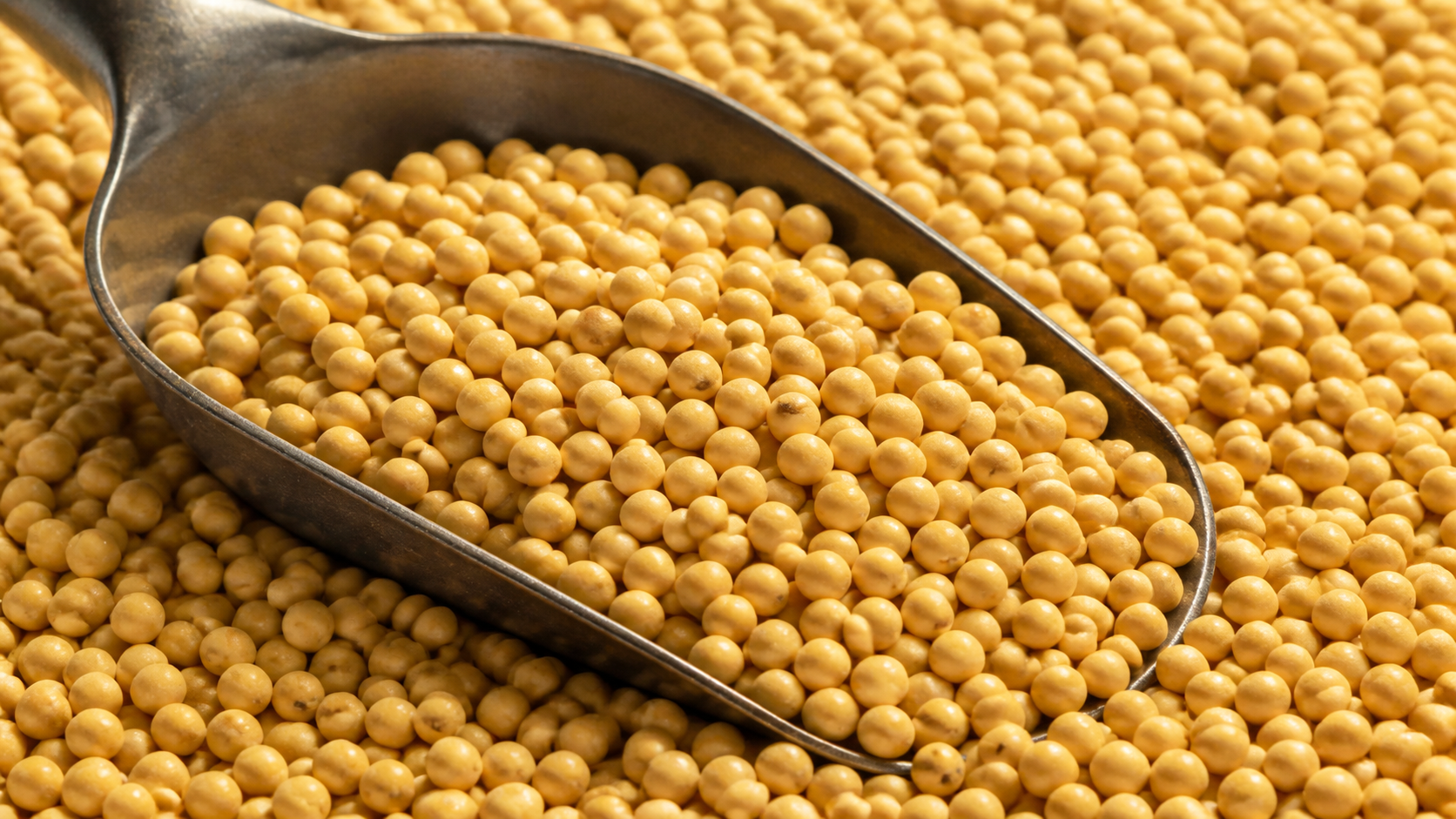 Loose yellow soybeans